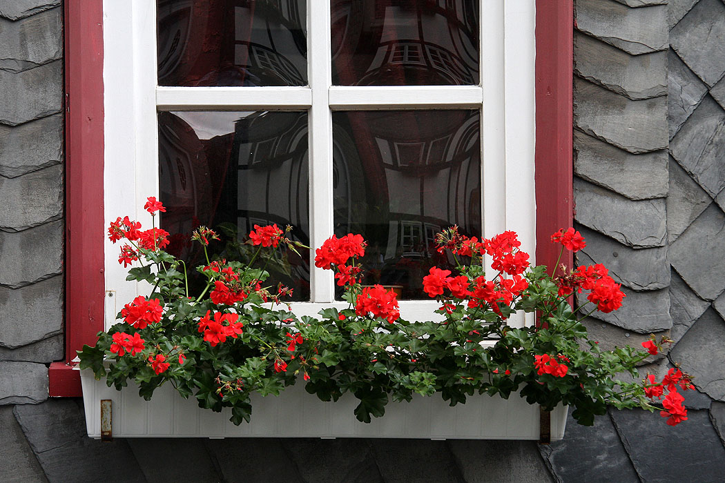 2008-07-22-16, Detmold - 1008.jpg